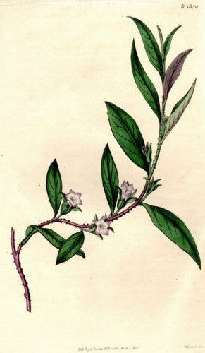 Plate No. 1830 by William Curtis - Seaside Art Gallery