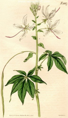 Plate No. 1857 by William Curtis - Seaside Art Gallery