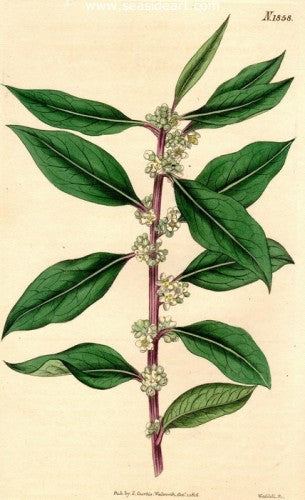 Plate No. 1858 by William Curtis - Seaside Art Gallery