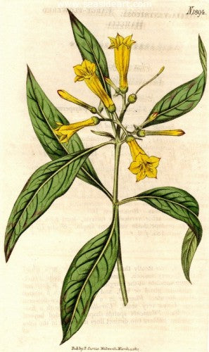 Plate No. 1894 by William Curtis - Seaside Art Gallery