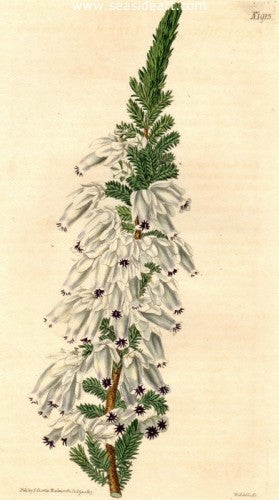 Plate No. 1915 by William Curtis - Seaside Art Gallery