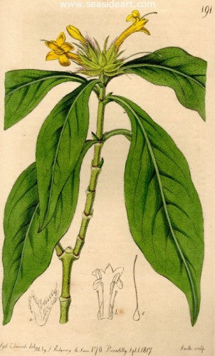 Plate No. 191 by William Curtis - Seaside Art Gallery