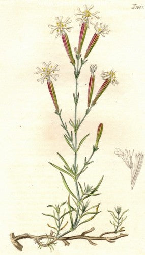 Plate No. 1997 by William Curtis - Seaside Art Gallery