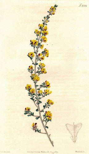 Plate No. 2091 by William Curtis - Seaside Art Gallery