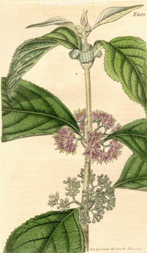 Plate No. 2107 by William Curtis - Seaside Art Gallery