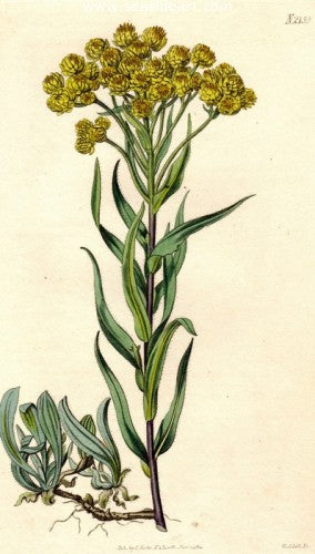 Plate No. 2159 by William Curtis - Seaside Art Gallery