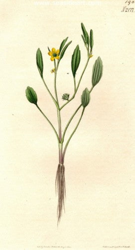 Plate No. 2177 by William Curtis - Seaside Art Gallery