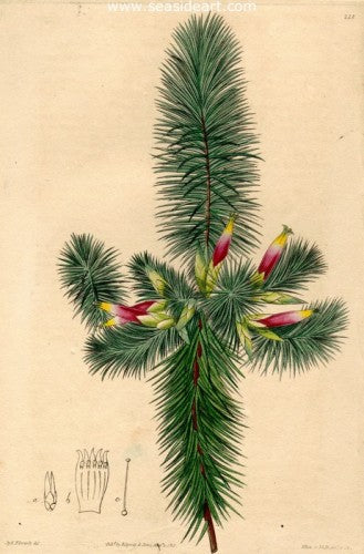 Plate No. 218 by William Curtis - Seaside Art Gallery