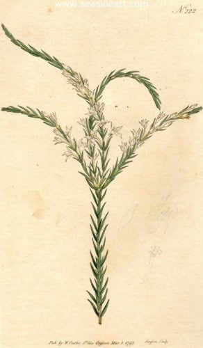 Plate No. 222 by William Curtis - Seaside Art Gallery