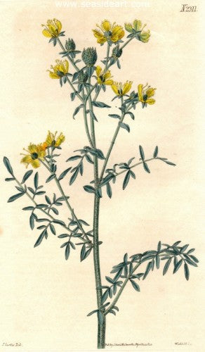 Plate No. 2311 by William Curtis - Seaside Art Gallery