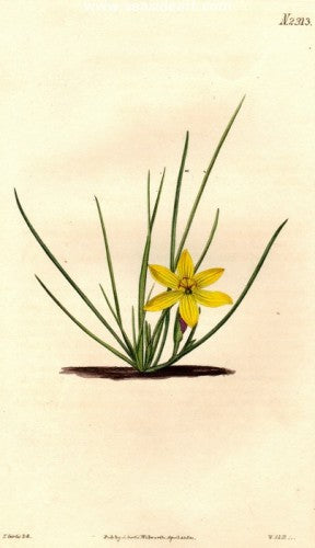 Plate No. 2313 by William Curtis - Seaside Art Gallery