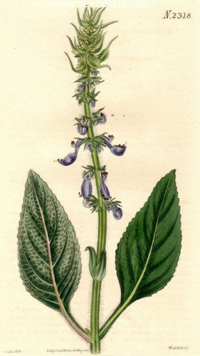 Plate No. 2318 by William Curtis - Seaside Art Gallery