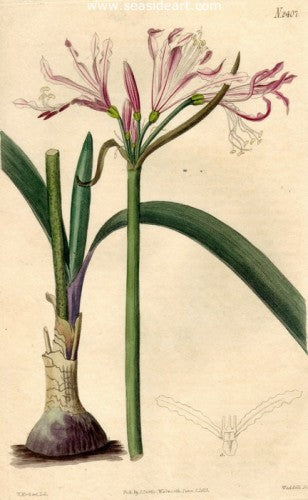 Plate No. 2407 by William Curtis - Seaside Art Gallery