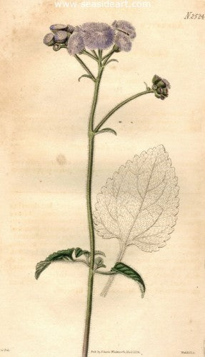 Plate No. 2524 by William Curtis - Seaside Art Gallery