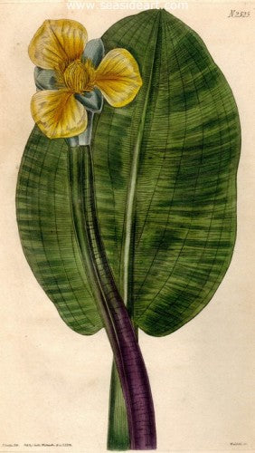 Plate No. 2525 by William Curtis - Seaside Art Gallery