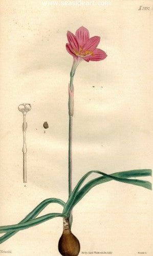 Plate No. 2537 by William Curtis - Seaside Art Gallery