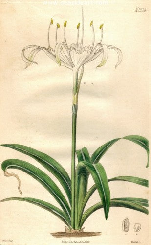 Plate No. 2538 by William Curtis - Seaside Art Gallery