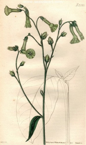 Plate No. 2555 by William Curtis - Seaside Art Gallery