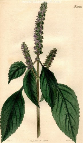 Plate No. 2560 by William Curtis - Seaside Art Gallery