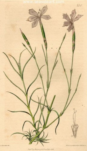 Plate No. 256 by William Curtis - Seaside Art Gallery