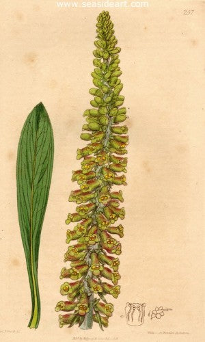 Plate No. 257 by William Curtis - Seaside Art Gallery