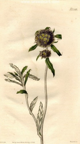 Plate No. 2582 by William Curtis - Seaside Art Gallery