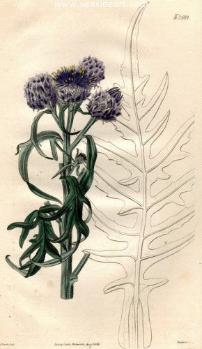 Plate No. 2589 by William Curtis - Seaside Art Gallery