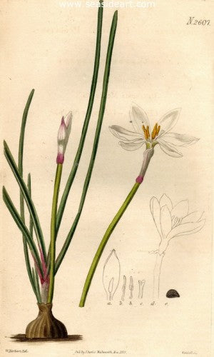 Plate No. 2607 by William Curtis - Seaside Art Gallery