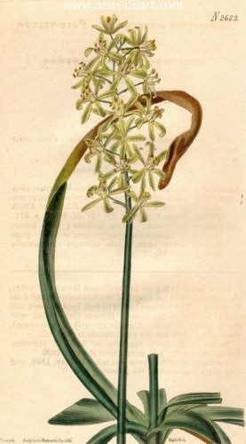 Plate No. 2623 by William Curtis - Seaside Art Gallery