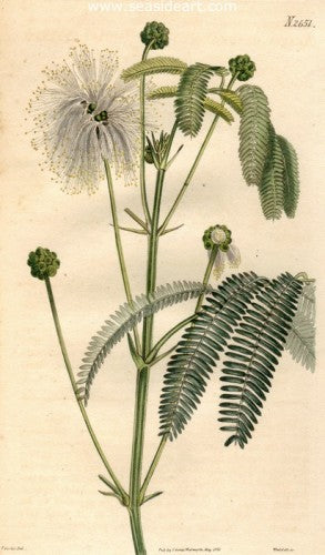 Plate No. 2651 by William Curtis - Seaside Art Gallery