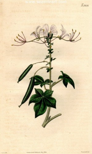 Plate No. 2656 by William Curtis - Seaside Art Gallery