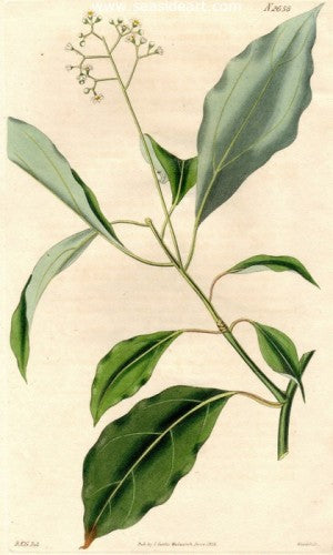 Plate No. 2658 by William Curtis - Seaside Art Gallery