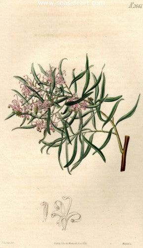 Plate No. 2661 by William Curtis - Seaside Art Gallery