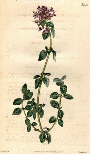 Plate No. 2666 by William Curtis - Seaside Art Gallery