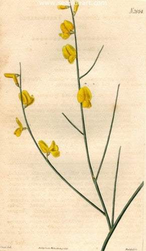 Plate No. 2674 by William Curtis - Seaside Art Gallery