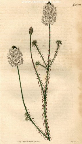 Plate No. 2678 by William Curtis - Seaside Art Gallery