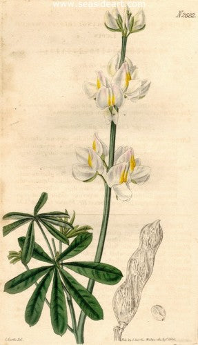 Plate No. 2682 by William Curtis - Seaside Art Gallery