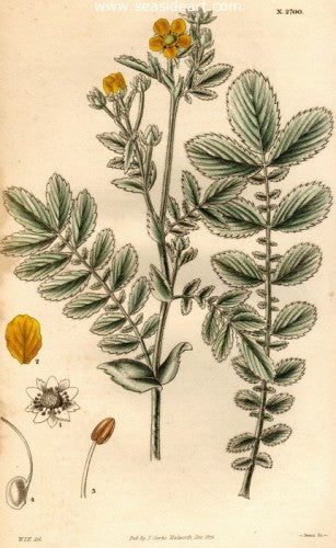 Plate No. 2700 by William Curtis - Seaside Art Gallery