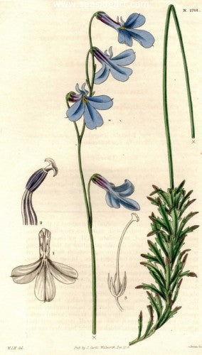 Plate No. 2701 by William Curtis - Seaside Art Gallery