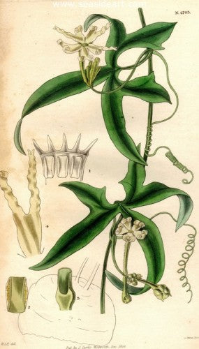 Plate No. 2703 by William Curtis - Seaside Art Gallery