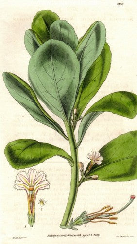 Plate No. 2732 by William Curtis - Seaside Art Gallery