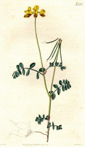 Plate No. 2779 by William Curtis - Seaside Art Gallery