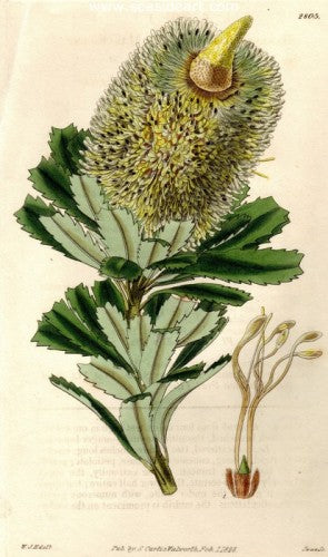 Plate No. 2803 by William Curtis - Seaside Art Gallery