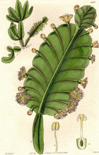 Plate No. 2820 by William Curtis - Seaside Art Gallery