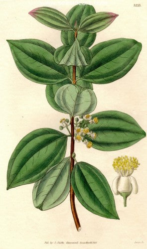 Plate No. 3223 by William Curtis - Seaside Art Gallery