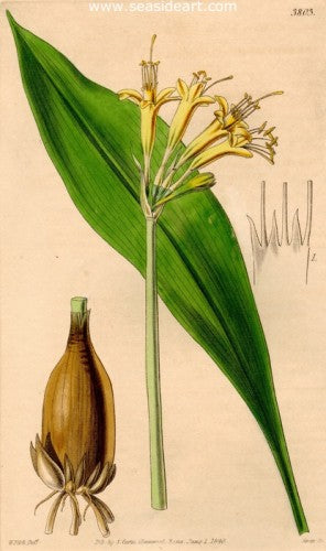 Plate No. 3803 by William Curtis - Seaside Art Gallery