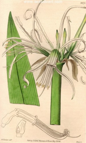 Plate No. 3873 by William Curtis - Seaside Art Gallery