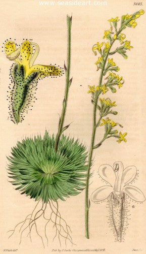 Plate No. 3883 by William Curtis - Seaside Art Gallery