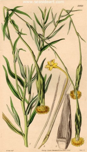 Plate No. 3920 by William Curtis - Seaside Art Gallery