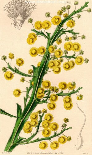 Plate No. 3933 by William Curtis - Seaside Art Gallery